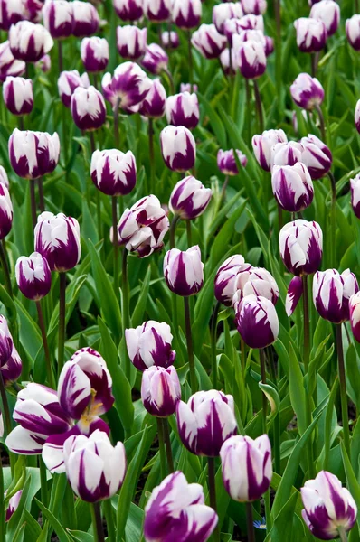 Tulipanes blanco-púrpura en un campo  . —  Fotos de Stock