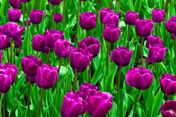 Purple tulips in a field . — Stock Photo, Image