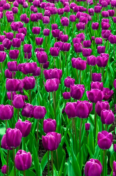 Tulipanes morados en un campo  . — Foto de Stock