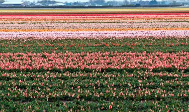 çiçek alanları. Hollanda.