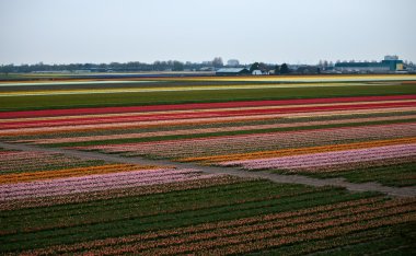 çiçek alanları. Hollanda.