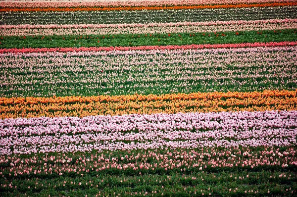 Kwiat pola. Holandia. — Zdjęcie stockowe