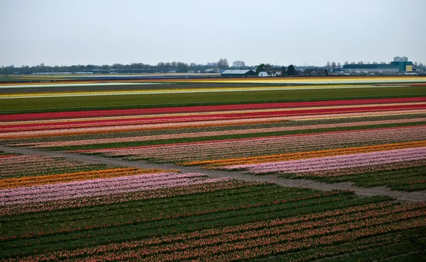 Blumenfelder. Niederlande. — Stockfoto