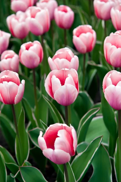 Pink tulips in a field . — Stock Photo, Image
