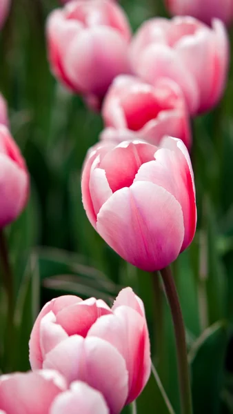 Rózsaszín tulipán mező . — Stock Fotó