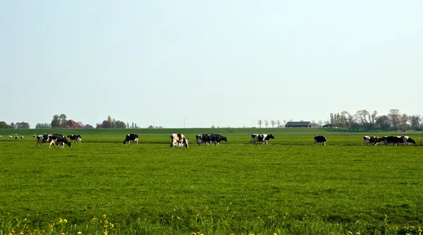 Niederländische Landschaft . — Stockfoto