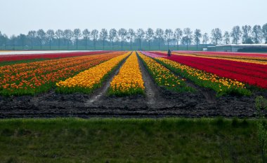 çiçek alanları. Hollanda.