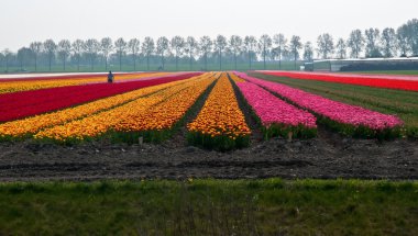 çiçek alanları. Hollanda.