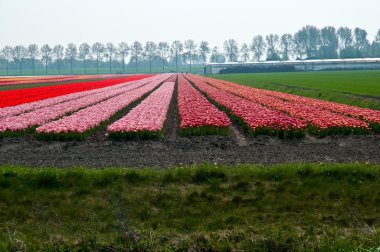 çiçek alanları. Hollanda.