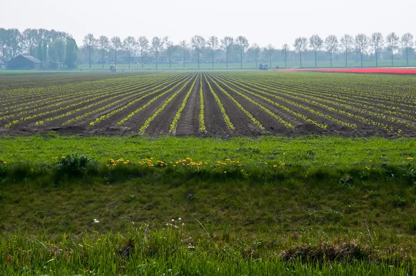 Terreno agrícola  . —  Fotos de Stock