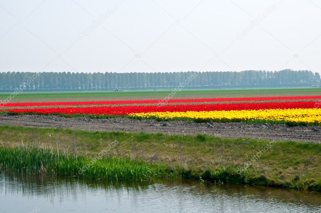 Flower fields . Netherlands.