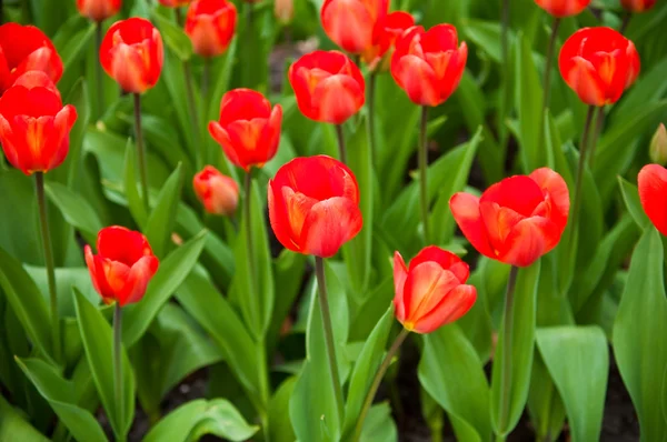 Piros tulipán . — Stock Fotó