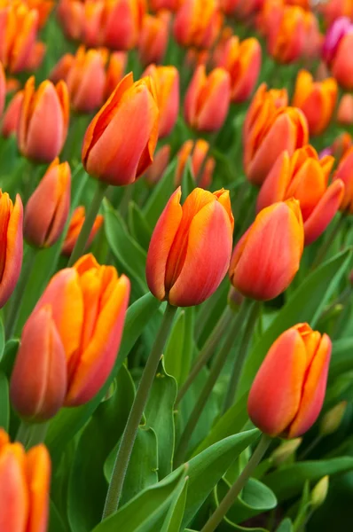 Red-orange tulips . — Stock Photo, Image
