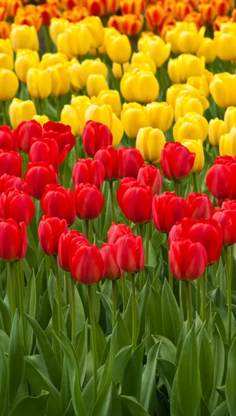 Red and yellow tulips . tulips . — Stock Photo, Image