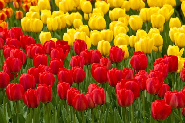 Red and yellow tulips . tulips . — Stock Photo, Image