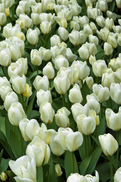 Tulipani bianchi  . — Foto Stock