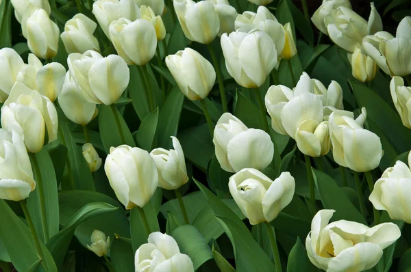 Hvide tulipaner  . - Stock-foto