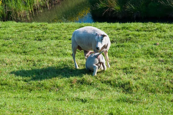 Schafe und Lämmer. — Stockfoto