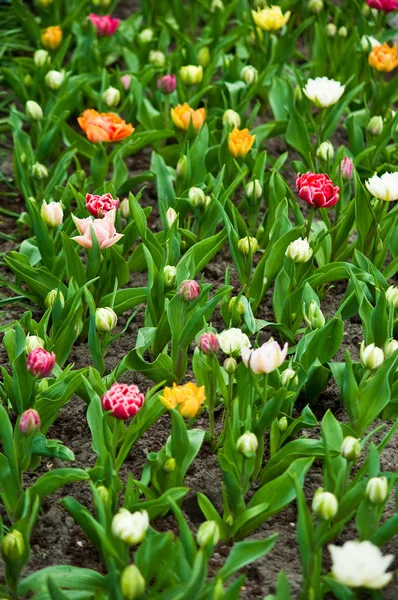 Tulipanes coloridos  . — Foto de Stock
