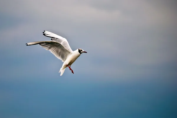 stock image Seagull .