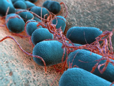 Bakterium Escherichia coli clipart