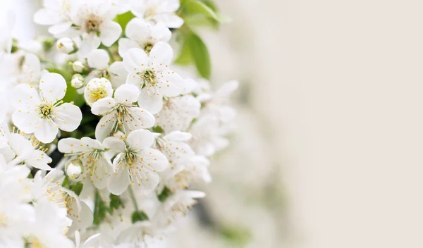 stock image Cherry blossoms