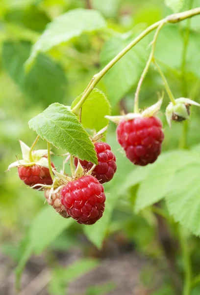 stock image Raspberries branch