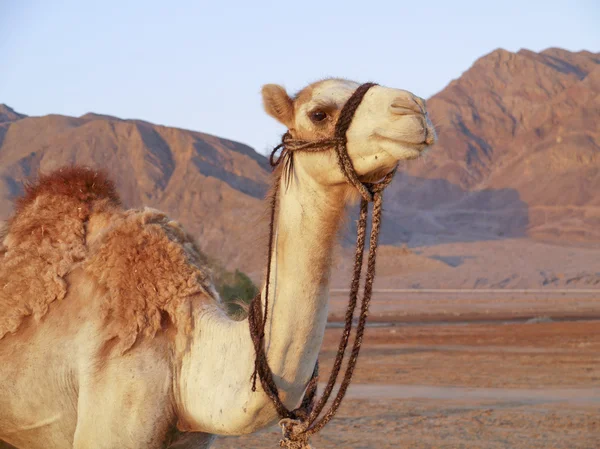 stock image The camel, desert, mountains, the east