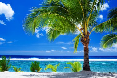 Single palm tree overlooking amazing lagoon clipart