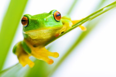 Small green tree frog holding on the palm tree clipart