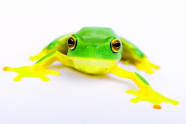 Little tree-frog on white background clipart