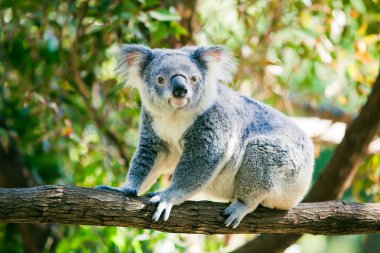 Cute koala in its natural habitat of gumtrees clipart