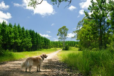 Golden retriever standing on a forest path clipart