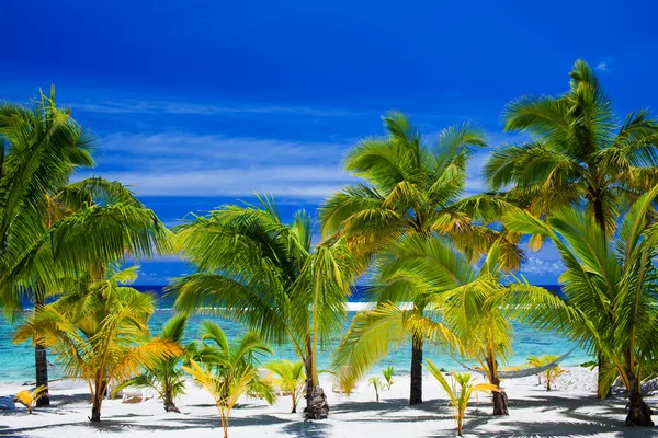 Palm trees on an amazing beach front — Stock Photo, Image