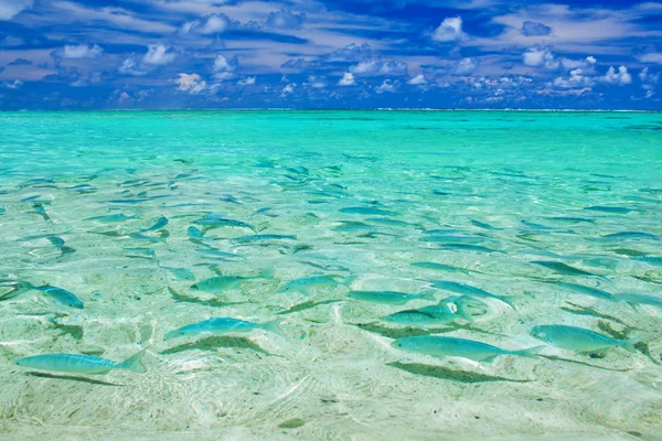 Много рыбы рядом с пляжем тропического острова — стоковое фото