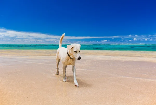 Белая большая собака на удивительном тропическом пляже — стоковое фото
