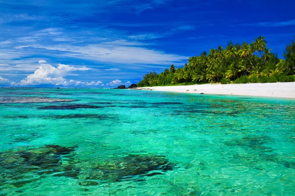 Идеальный пляж для плавания с кораллами и пальмами — стоковое фото
