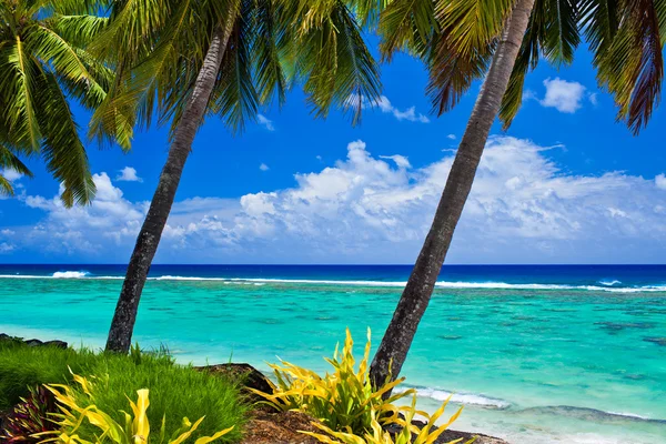 Одна пальма с видом на удивительную лагуну — стоковое фото