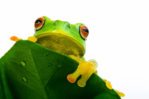 Frog peeking out from behind the leaf — Stock Photo, Image