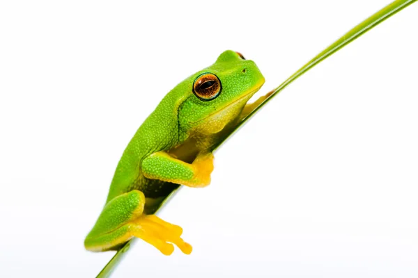 Маленька зелена деревна жаба сидить на траві — стокове фото