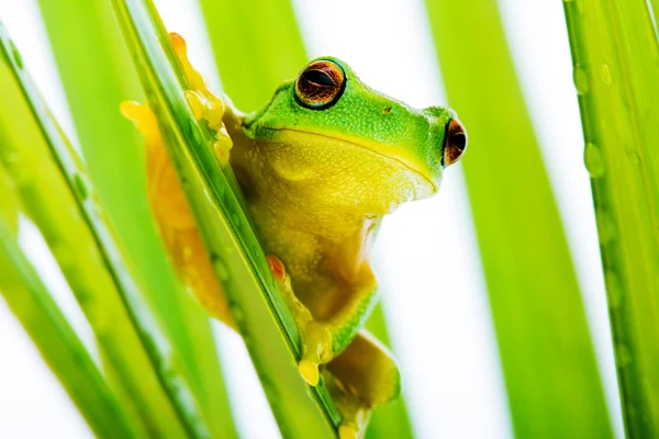 Small green tree frog holding on palm tree — Stock Photo, Image