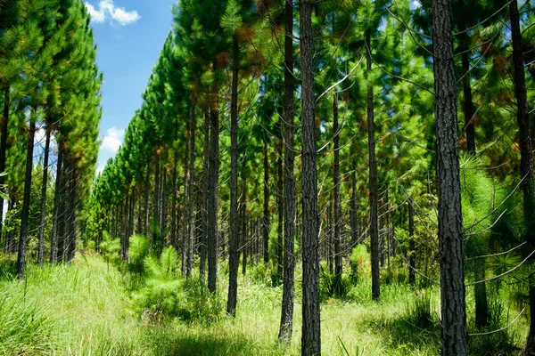 Bosque joven con hileras de árboles — Foto de Stock