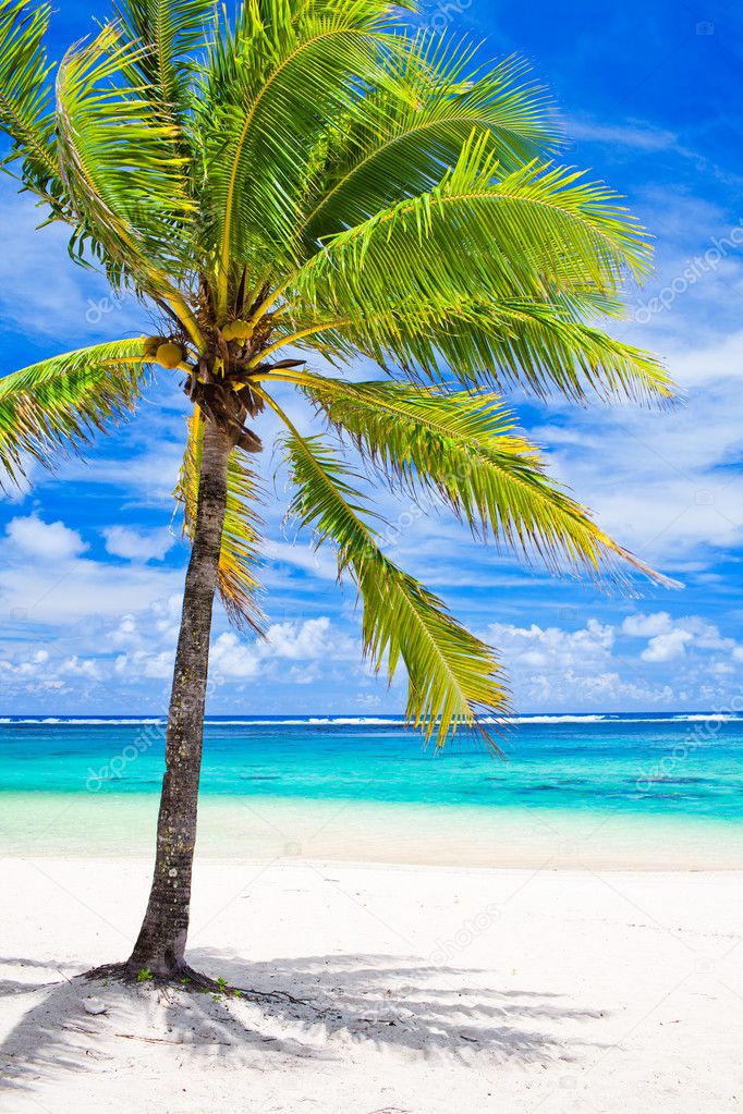 Single palm tree overlooking amazing lagoon — Stock Photo © mvaligursky ...