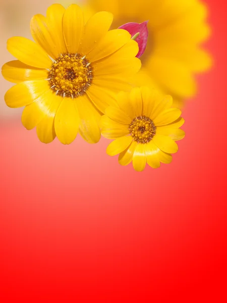 Gele bloesem op rode achtergrond — Stockfoto