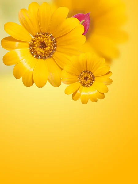 Konceptuální elegantní květiny — Stock fotografie