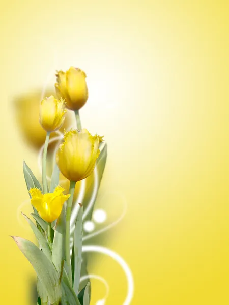 Creative Yellow Roses Background — Stock Photo, Image