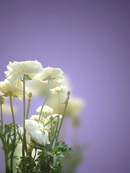 白色的花上模糊背景 — 图库照片