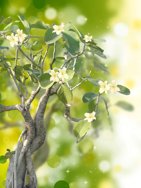 Impresionante árbol florecer en el fondo de la chispa —  Fotos de Stock