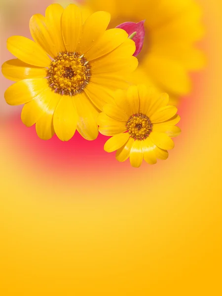 Sonnenblume auf Dekor-Hintergrund — Stockfoto