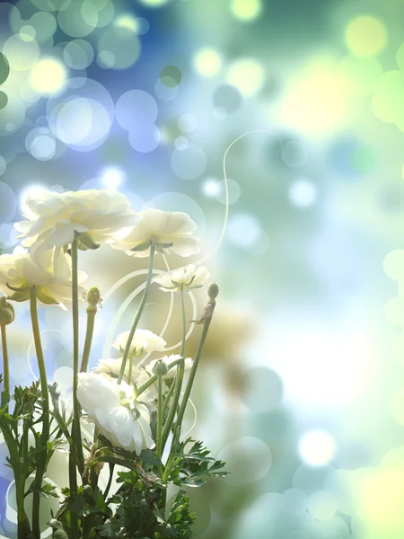 Decor Floral Bubbles Background — Stock Photo, Image